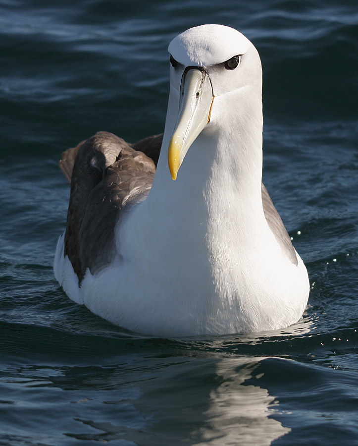 Diomedea cauta, (Gould, 1841) - Albatros à cape blanche | Sandre 