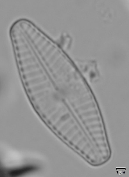 Planothidium lanceolatum, (Brébisson ex Kützing) Bukhtiyarova, 1999  | Sandre 