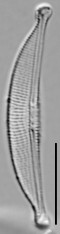 Halamphora oligotraphenta, (Lange-Bertalot) Levkov | Sandre 