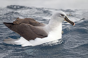 Diomedea chrysostoma, Forster, 1785 - Albatros à tête grise | Sandre 