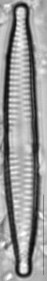 Fragilaria vaucheriae, (Kützing) J.B.Petersen, 1938 | Sandre 