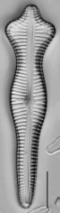 Gomphonema acuminatum, Ehrenberg | Sandre 
