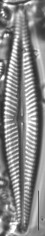 Navicula pseudolanceolata, Lange-Bertalot, 1980 | Sandre 