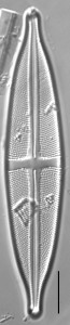 Stauroneis anceps, Ehrenberg | Sandre 