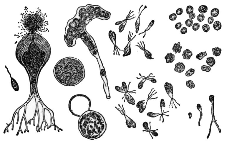 Xanthophyceae - Paramètre microbiologique
