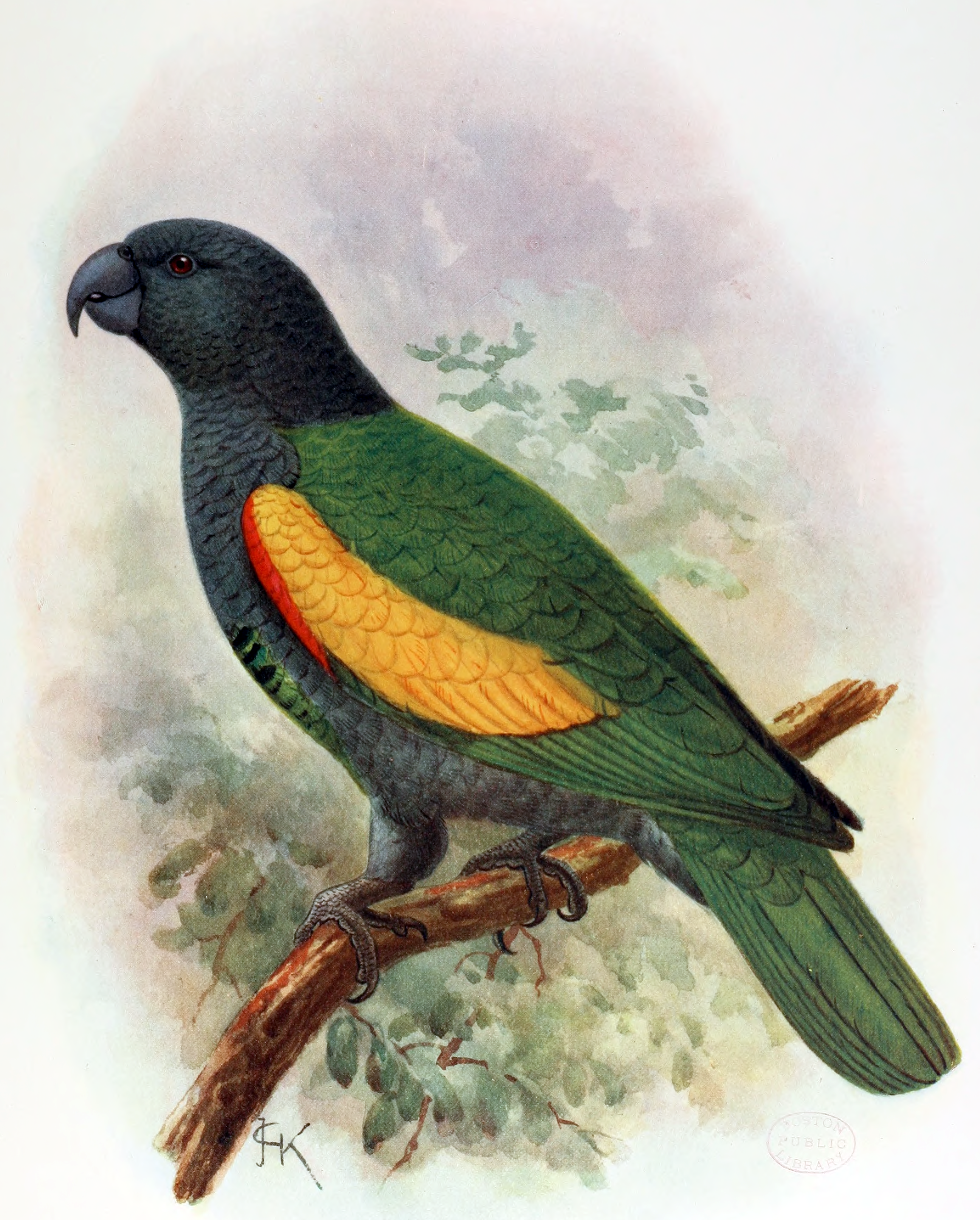 Amazona violacea, (Gmelin, 1789) - Perroquet de Guadeloupe | Sandre 