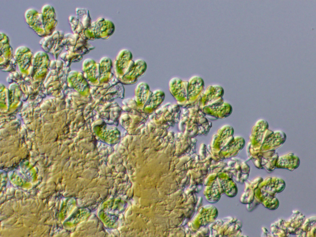 Botryococcus braunii, Kütz. | Sandre 