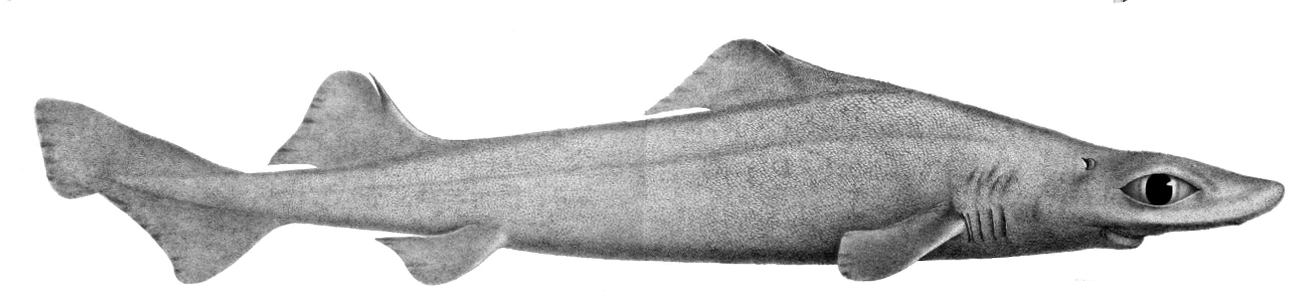 Centrophorus squamosus, (Bonnaterre, 1788) - Squale-chagrin de l’Atlantique | Sandre 