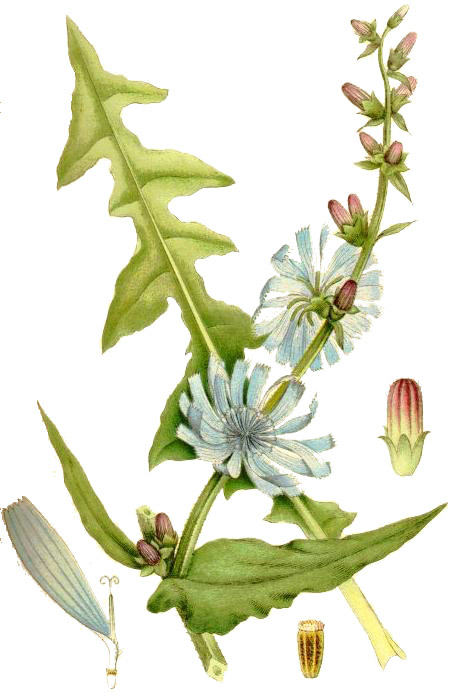 Cichorium intybus, L., 1753 - Chicorée amère | Sandre 