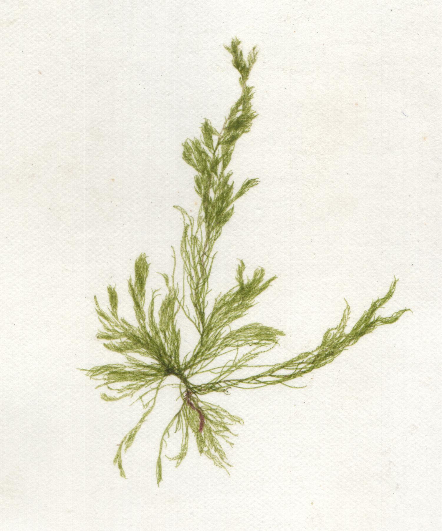 Cladophora, Kützing, 1843 | Sandre 