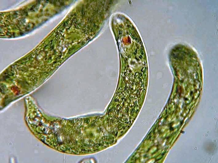 Euglena - Paramètre microbiologique