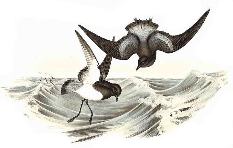 Oceanites nereis, Gould, 1844 - Océanite à croupion gris | Sandre 
