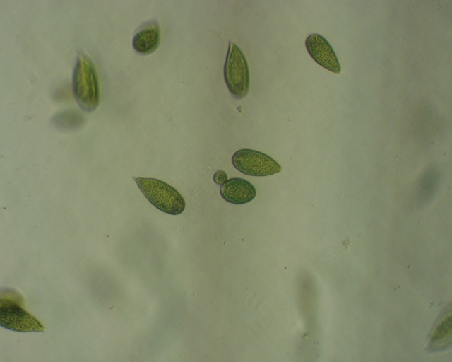 Raphidophyceae - Paramètre microbiologique