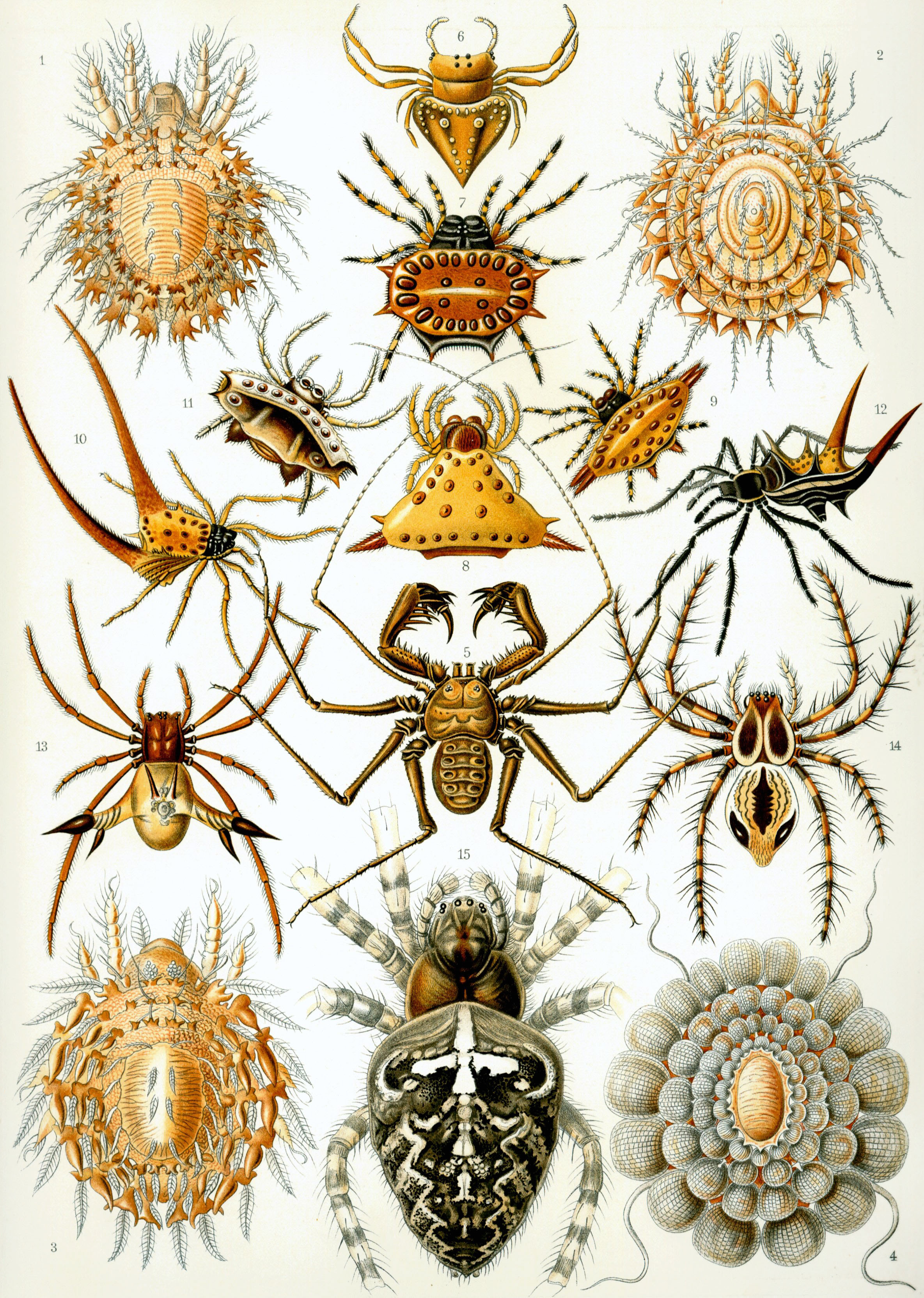 Arachnida, Cuvier, 1812 - Arachnidés | Sandre 