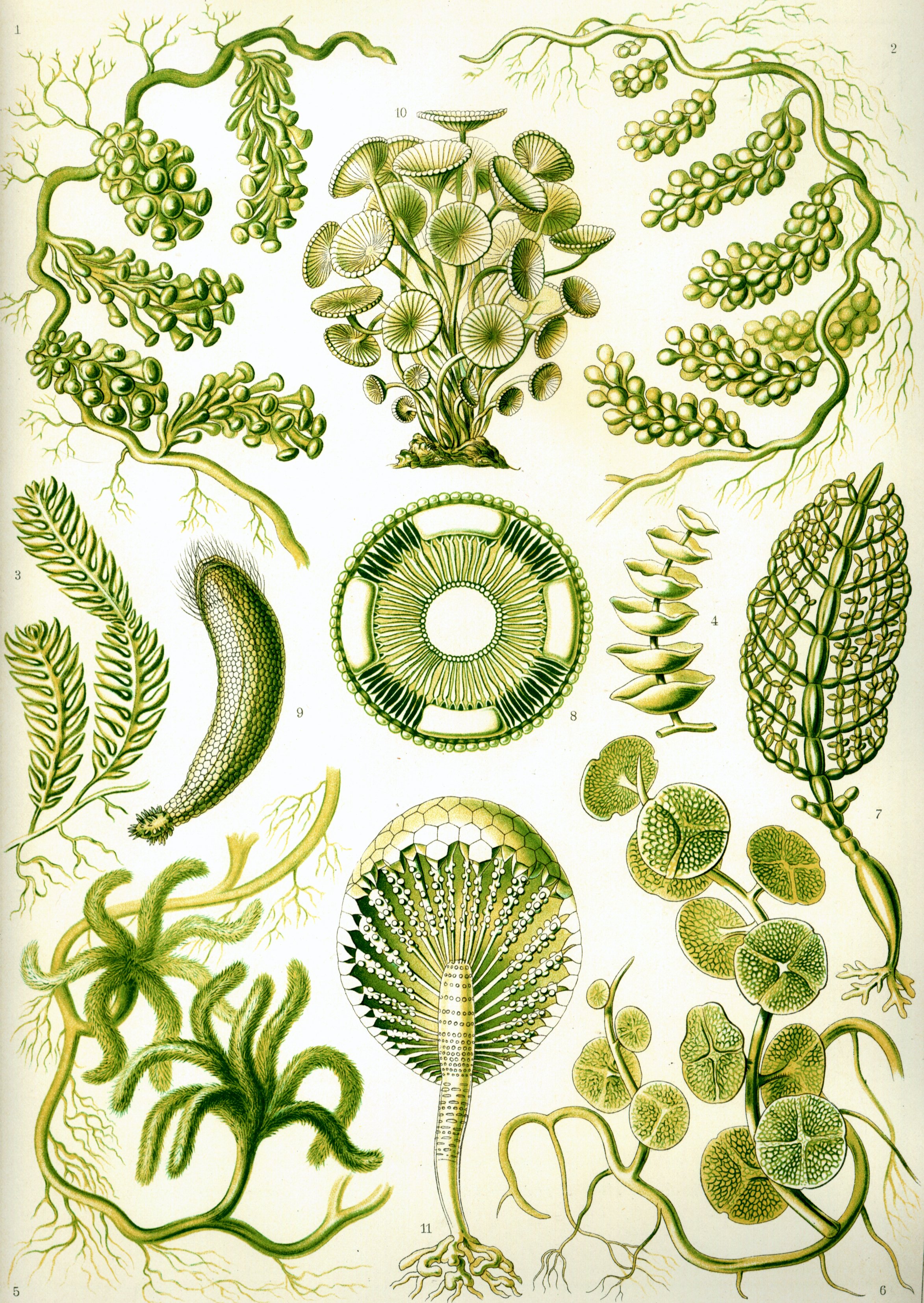 Chlorophyta, Pascher, 1914 - Chlorophytes | Sandre 