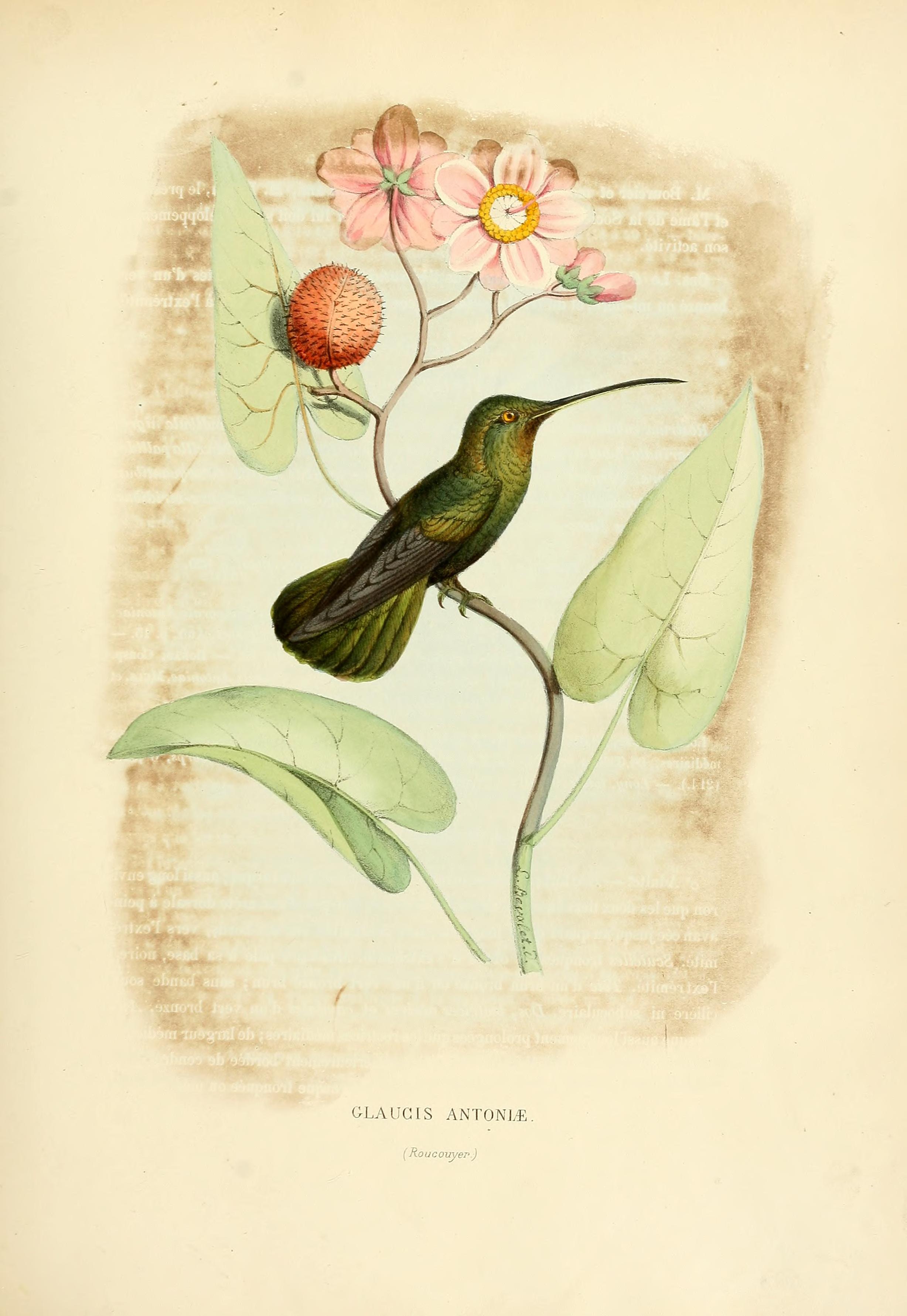 Threnetes niger, (Linnaeus, 1758) - Ermite d'Antonia | Sandre 
