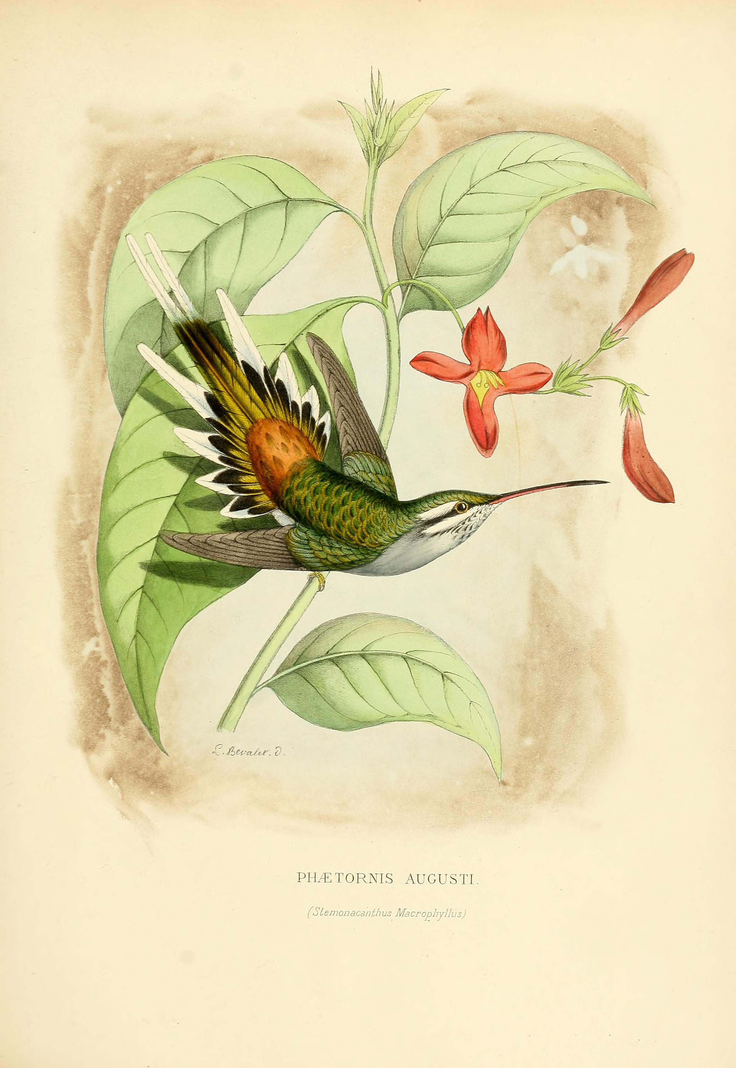Phaethornis augusti, (Bourcier, 1847) - Ermite d'Auguste | Sandre 
