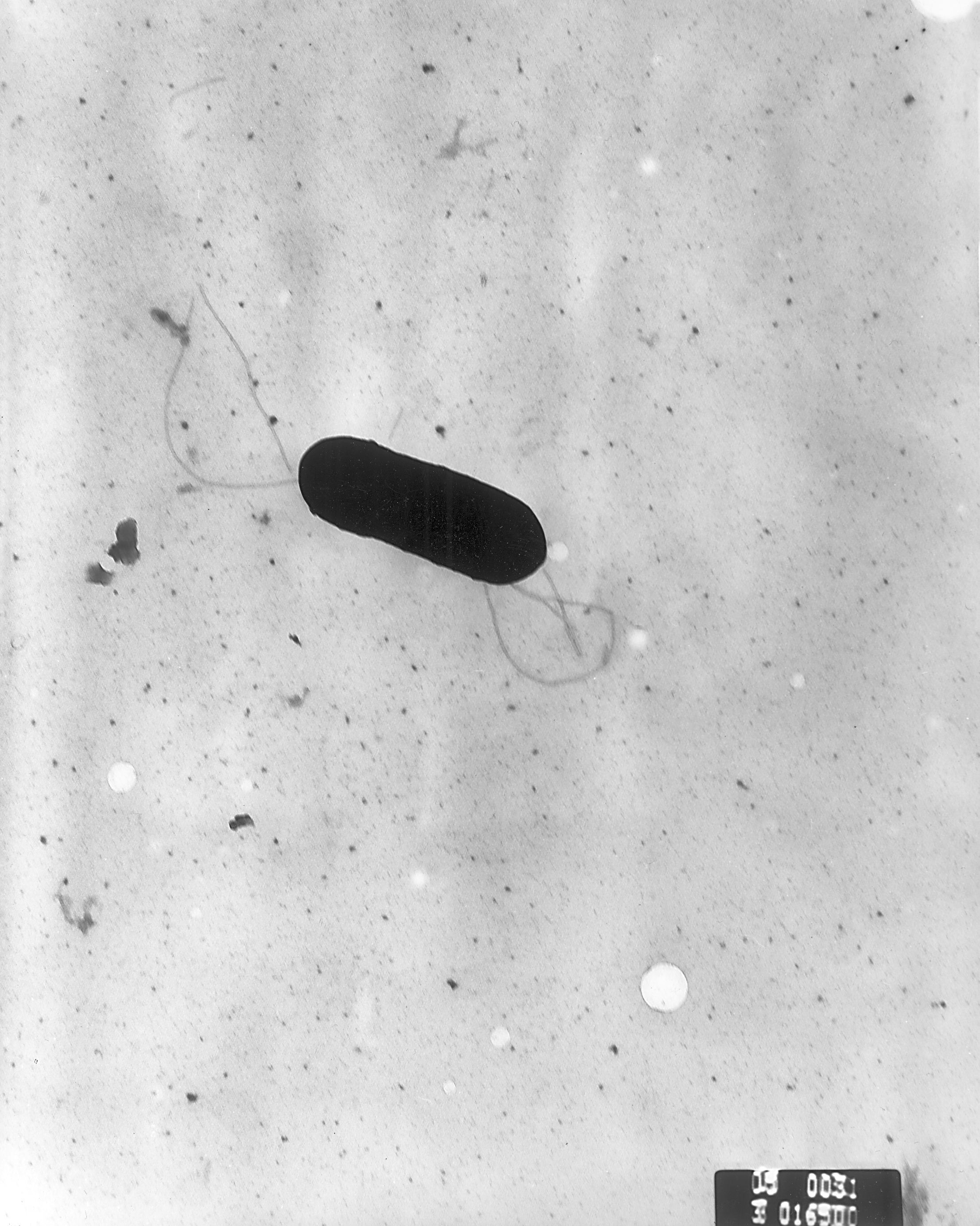 Listeria monocytogenes - Paramètre microbiologique