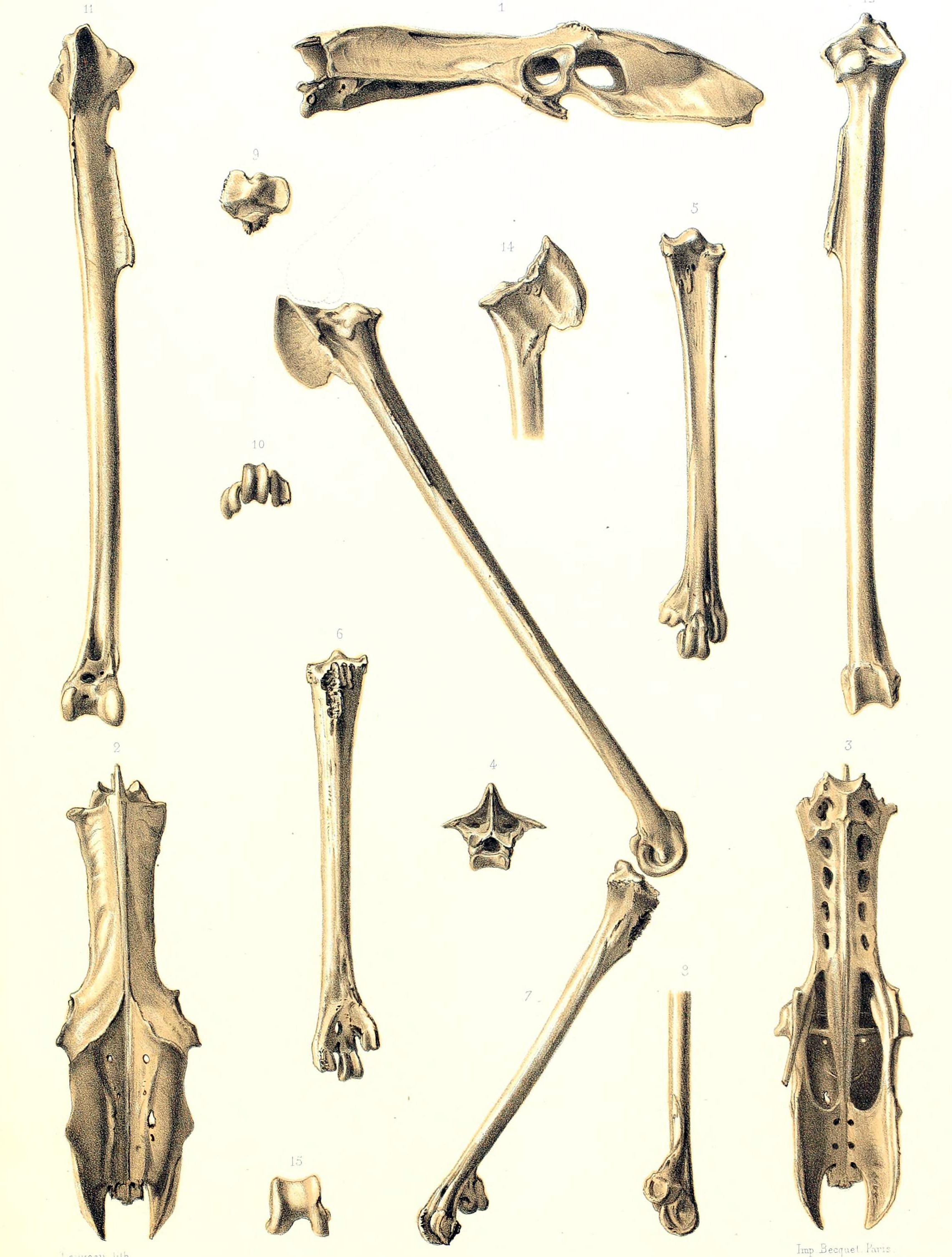 Fulica newtonii, Milne-Edwards, 1867 | Sandre 