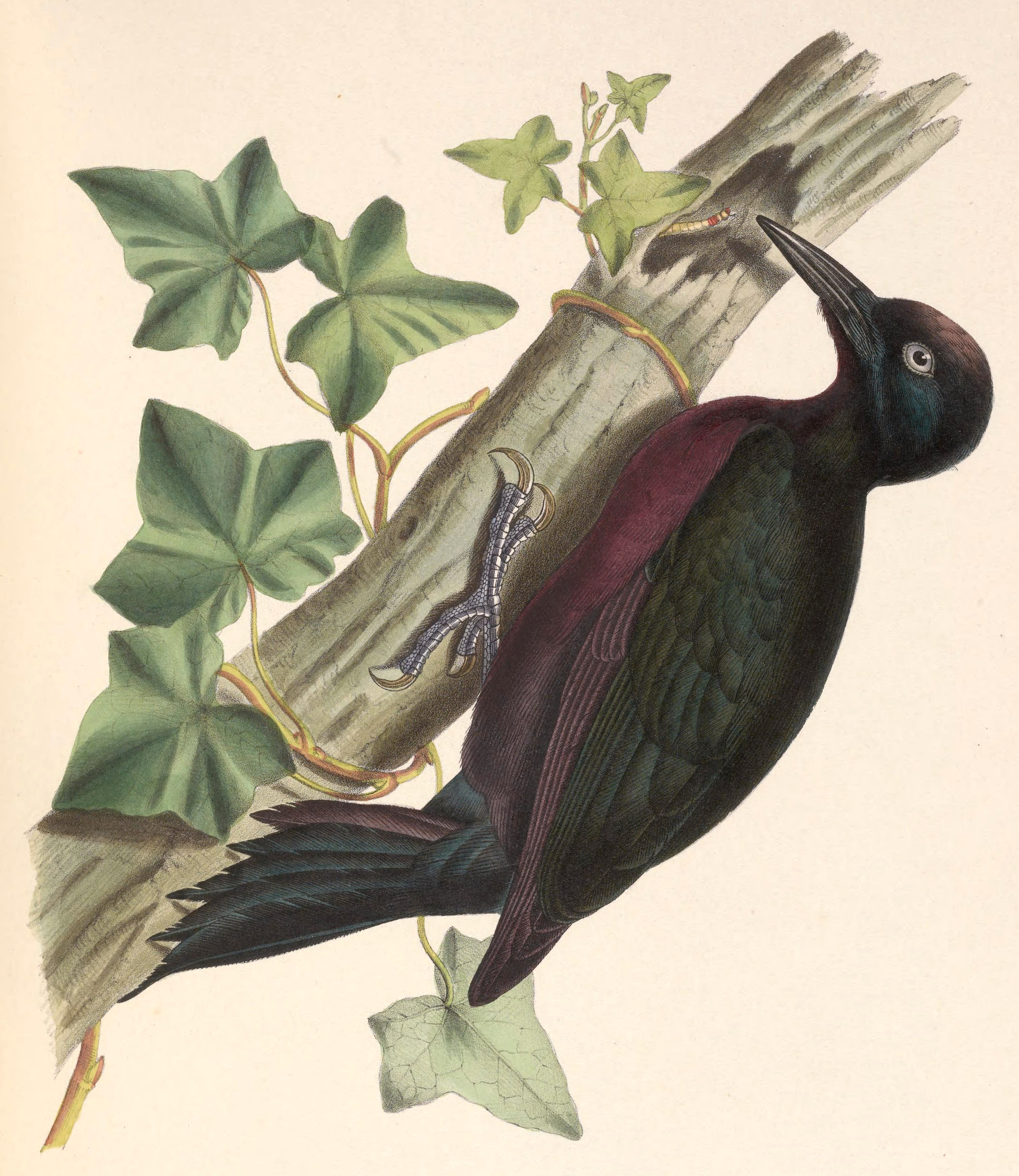 Melanerpes herminieri, (Lesson, 1830) - Pic de la Guadeloupe | Sandre 