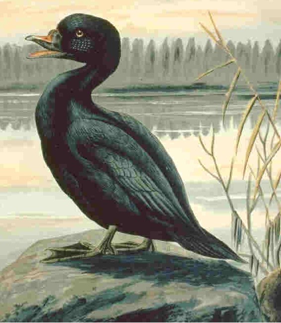 Melanitta nigra, (Linnaeus, 1758) - Macreuse noire | Sandre 