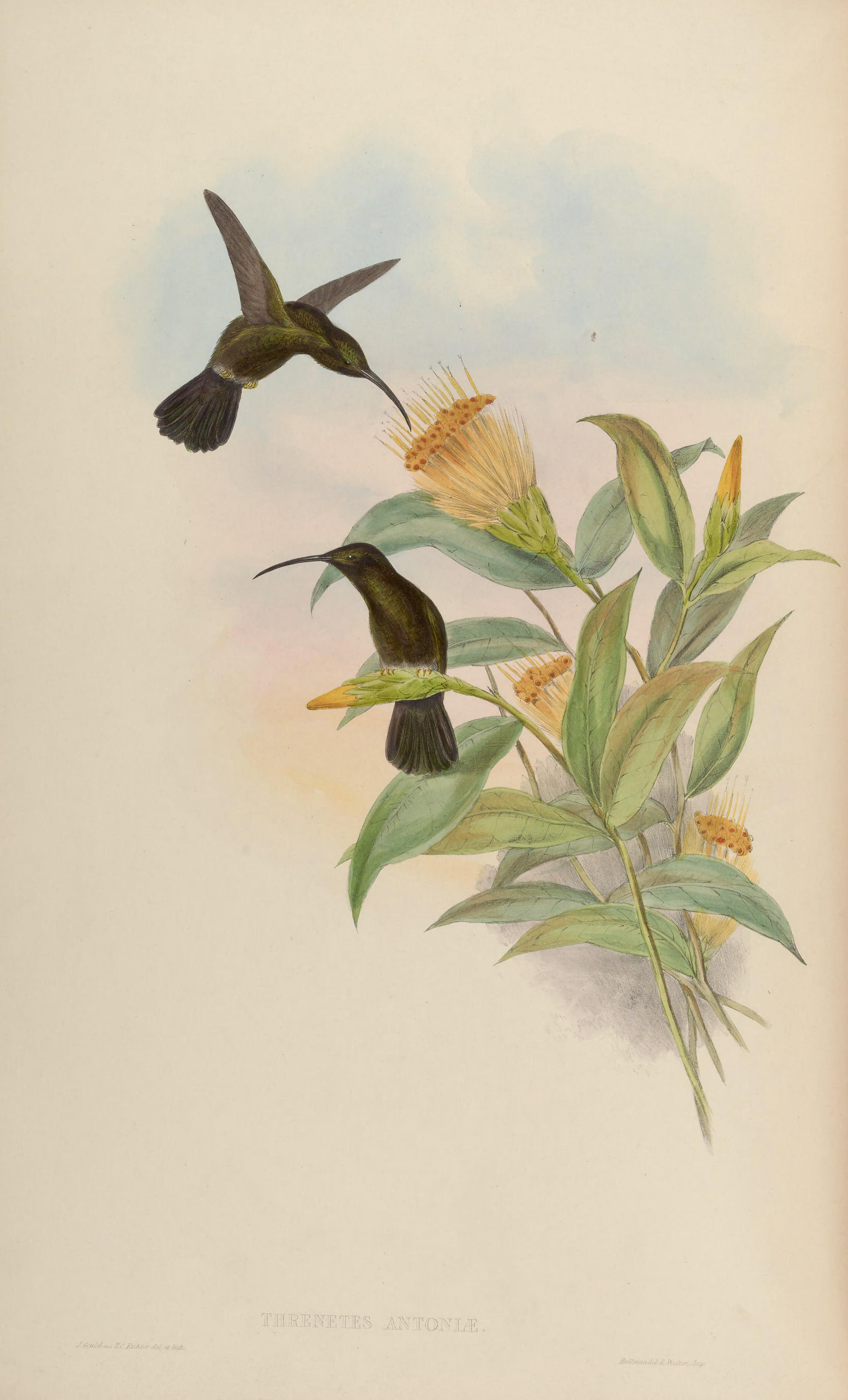 Threnetes niger, (Linnaeus, 1758) - Ermite d'Antonia | Sandre 