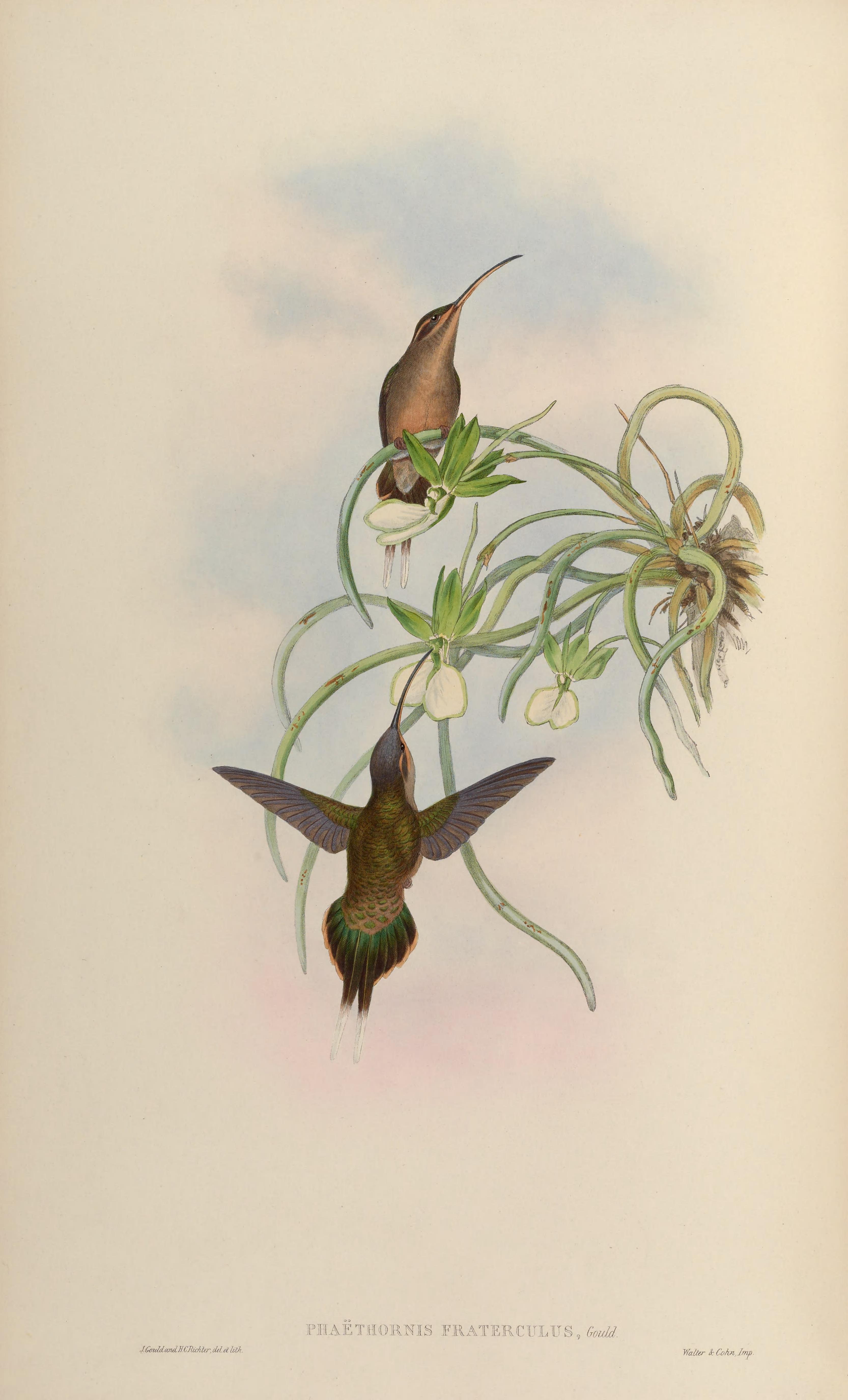 Phaethornis superciliosus, (Linnaeus, 1766) - Ermite à brins blancs | Sandre 