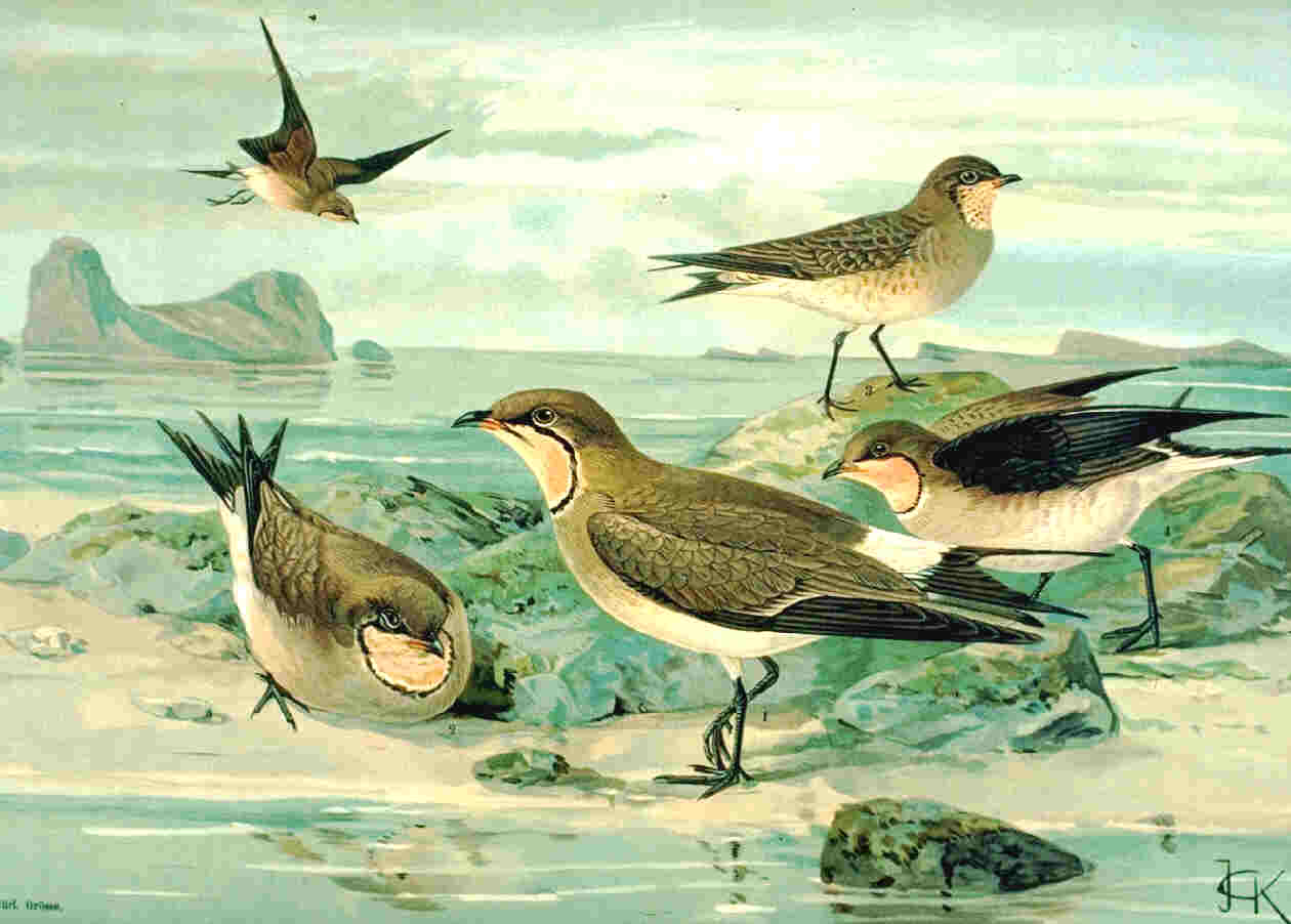Glareola nordmanni, Nordmann, 1842 - Glaréole à ailes noires | Sandre 