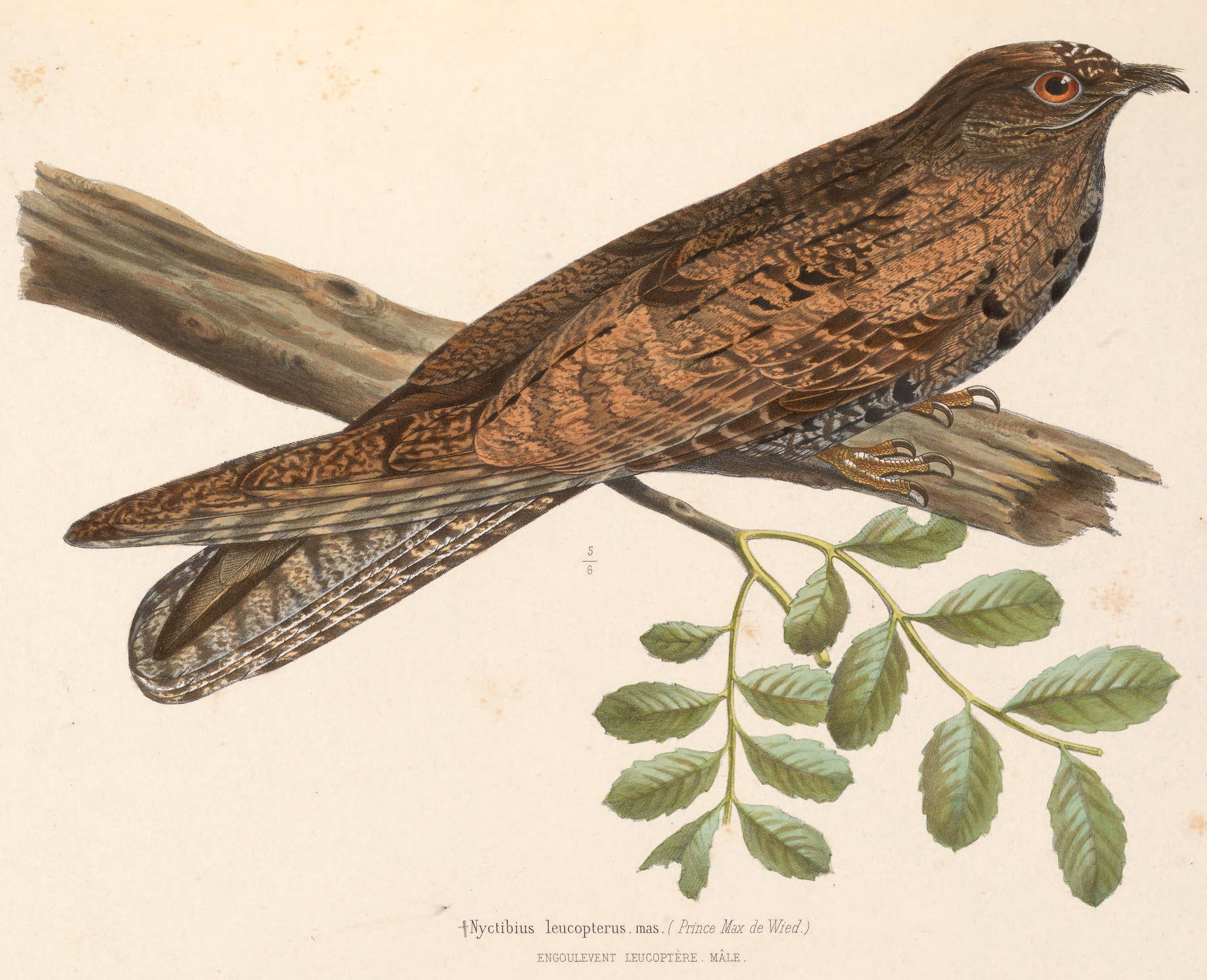 Nyctibius leucopterus, (Wied, 1821) - Ibijau à ailes blanches | Sandre 
