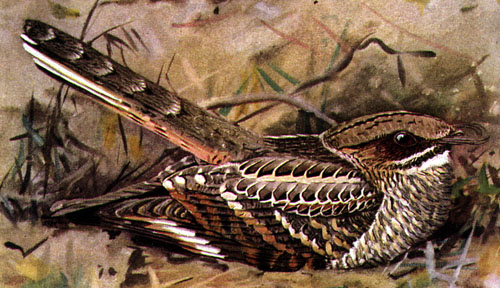 Nyctidromus albicollis, (Gmelin, 1789) - Engoulevent pauraqué | Sandre 