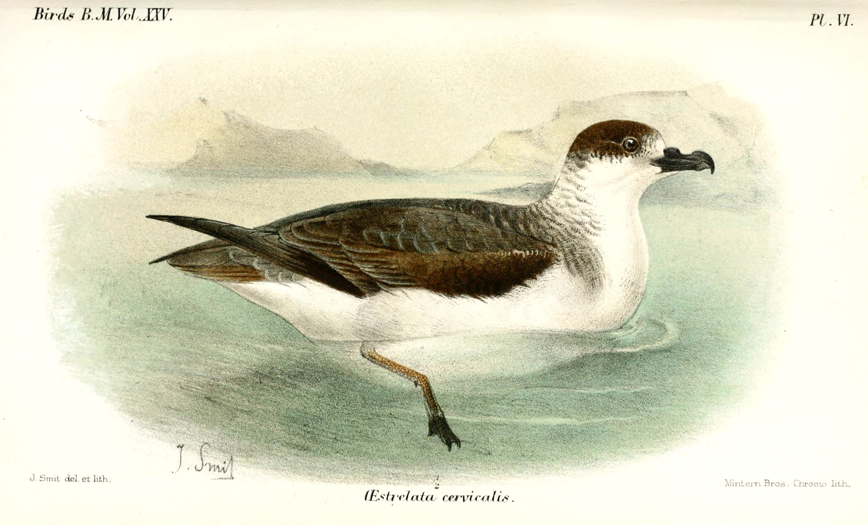 Pterodroma cervicalis, (Salvin, 1891) - Pétrel à col blanc | Sandre 