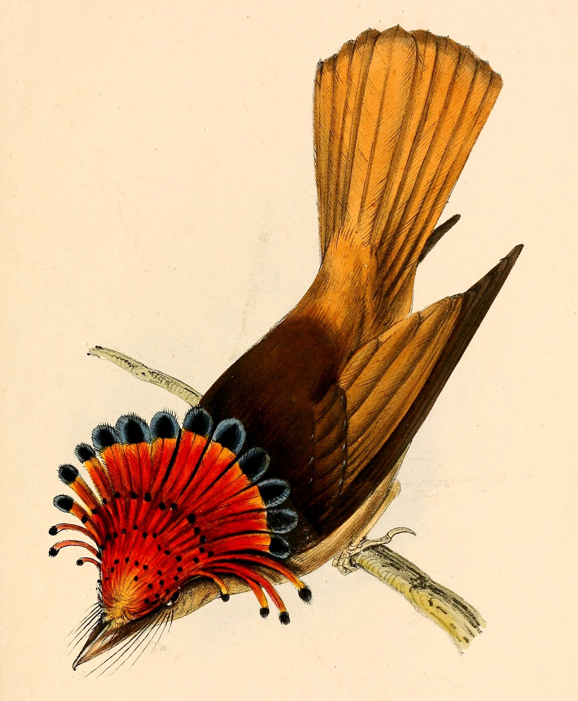 Onychorhynchus coronatus, (P. L. S. Müller, 1776) - Porte-éventail roi | Sandre 