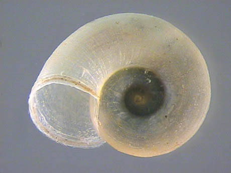 Planorbidae, Rafinesque, 1815 - Planorbidés | Sandre 