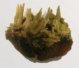 Porifera, Grant, 1836 - Spongiaires | Sandre 