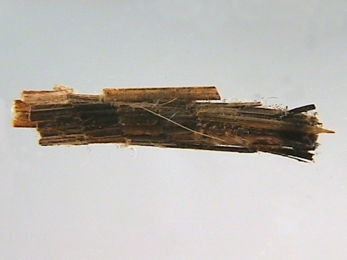 Phryganeidae, Leach, 1815 - Phryganeidés | Sandre 