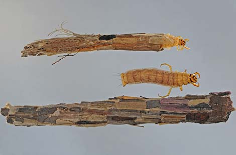 Phryganeidae, Leach, 1815 - Phryganeidés | Sandre 