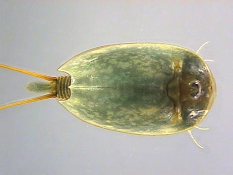 Branchiopoda, Latreille, 1817 - Branchiopodes | Sandre 