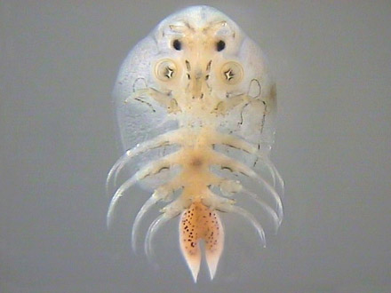 Branchiopoda, Latreille, 1817 - Branchiopodes | Sandre 