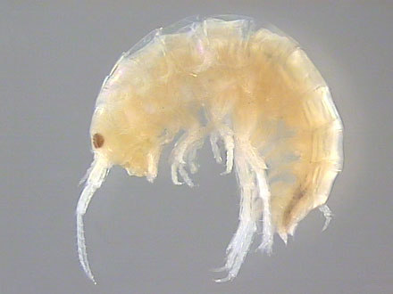 Amphipoda, Latreille, 1816 - Amphipodes | Sandre 