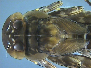 Insecta, C. Linnaeus, 1758 - Insectes | Sandre 