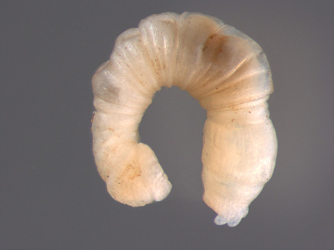 Annelida - Annélides | Sandre 