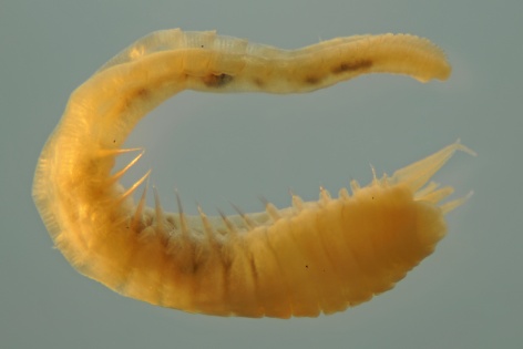 Annelida - Annélides | Sandre 