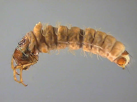 Calamoceratidae, Ulmer, 1905 - Calamoceratidés | Sandre 