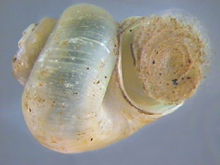 Gastropoda, Cuvier, 1795 - Gastéropodes | Sandre 
