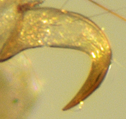 Pseudoneureclipsis, Ulmer, 1913 - Pseudoneureclipsis | Sandre 