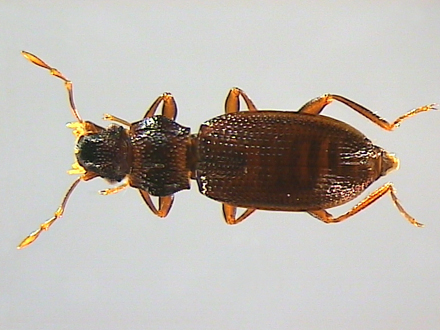Hydraenidae, Mulsant, 1844 - Hydraenidés | Sandre 
