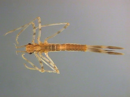 Calopterygidae, Selys, 1850 - Calopterygidés | Sandre 