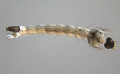 Diptera, C. Linnaeus, 1758 - Diptères | Sandre 