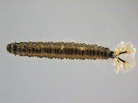 Diptera, C. Linnaeus, 1758 - Diptères | Sandre 