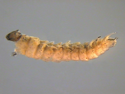 Ceratopogonidae, Meigen, 1803 - Ceratopogonidés | Sandre 